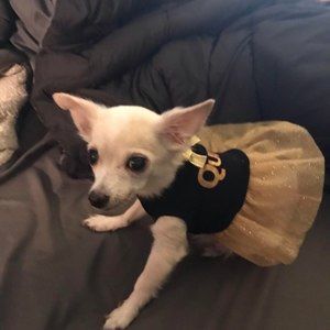 Meet your Posher, Nellie